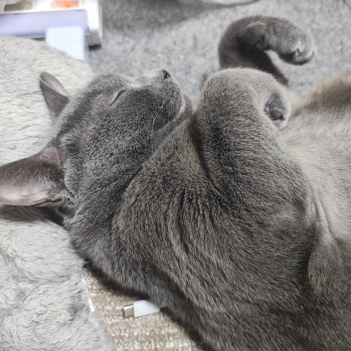 zero7652's tweet photo. おはようございます☀最近は晴れてもニャルソック放置気味なロシ💤🐈‍⬛ https://t.co/xKDjPiMY5Z
