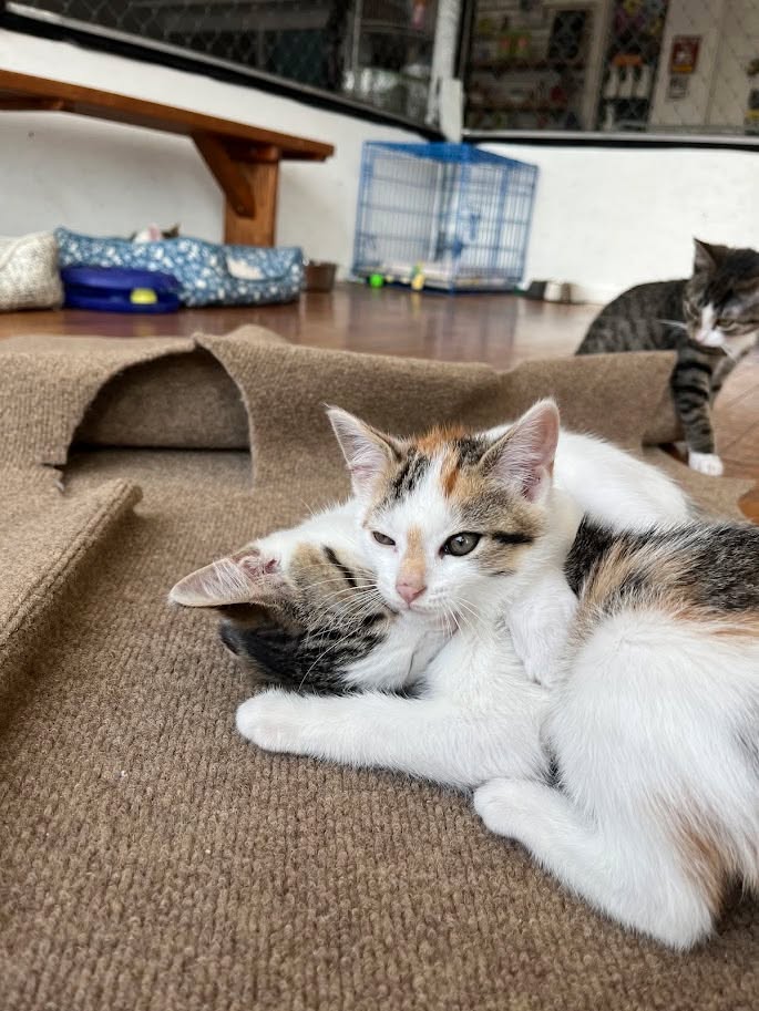 MeWow Cat Cafe tweet media