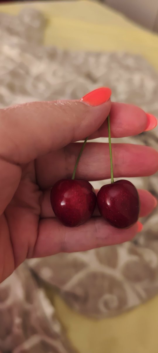 mincheta's tweet photo. Višnja nije ❌
Trešnja 🥰 https://t.co/9VgCScwNmw