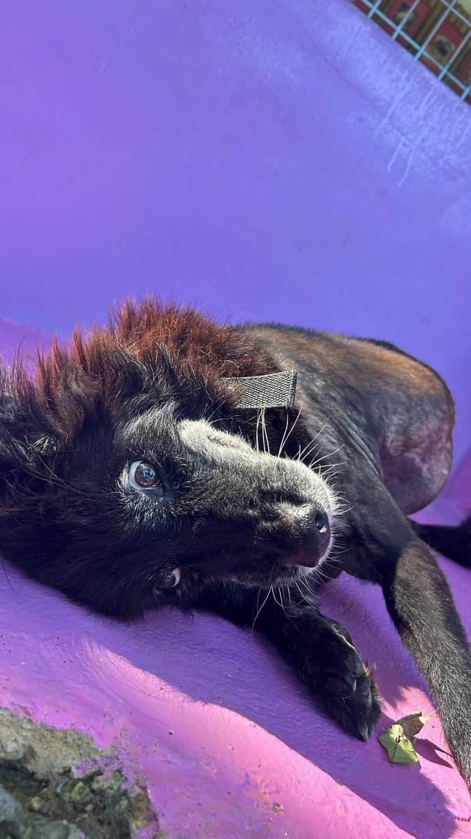 happydoggothai's tweet photo. ไม่ว่าจะผ่านเรื่องราวเลวร้ายมากเยอะมากเเค่ไหนหมาก็ยังยิ้มได้เพราะว่าหมาไม่คิดถึงอดีตเเละไม่คิดถึงอนาคตหมาเป็นสัตว์ที่อยู่กับปัจจุบันนี่เเหละเคล็ดลับของการมีชีวิตที่มีความสุข https://t.co/GgaBclQW3j