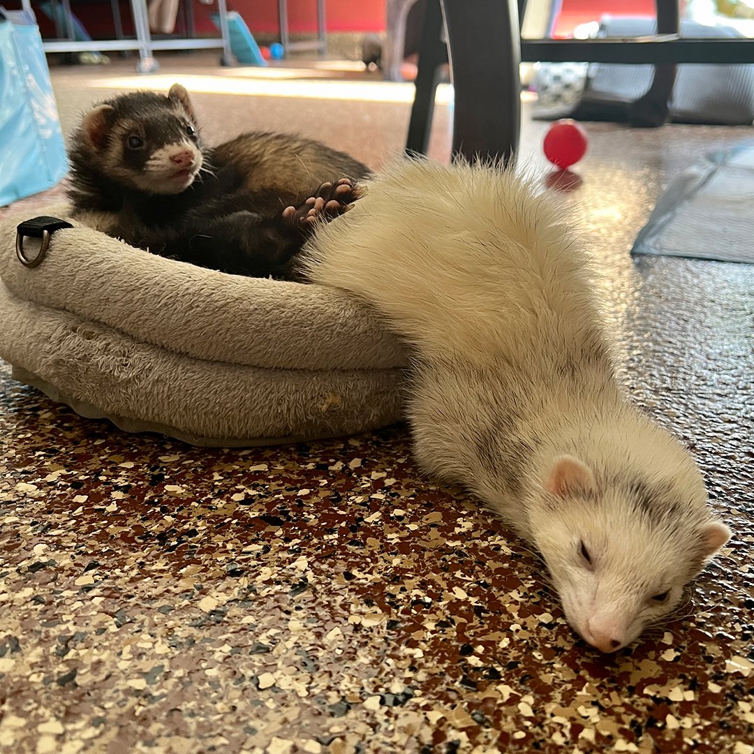 Furball_FDN's tweet photo. At The Furball Foundation, we have learned that a ferret is considered to be "in bed" as long as two paws and approximately 10% of the butt are still making contact with it. 🦦😴

We don't make the rules. They do. https://t.co/uIdHX0ulwL