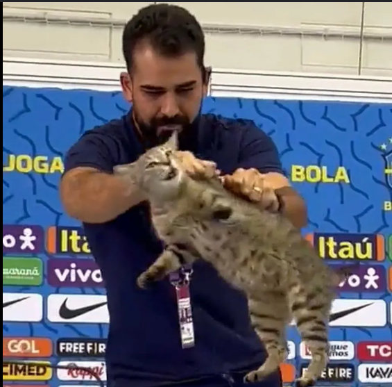 potrero_app's tweet photo. Ancelotti: "SI TU NO TIENES MIEDO TE ENCUENTRAS UN LEÓN Y TE PARECE UN GATO"
El gato al que Brasil le debería tener miedo. 😺 https://t.co/31aYh6qBOj