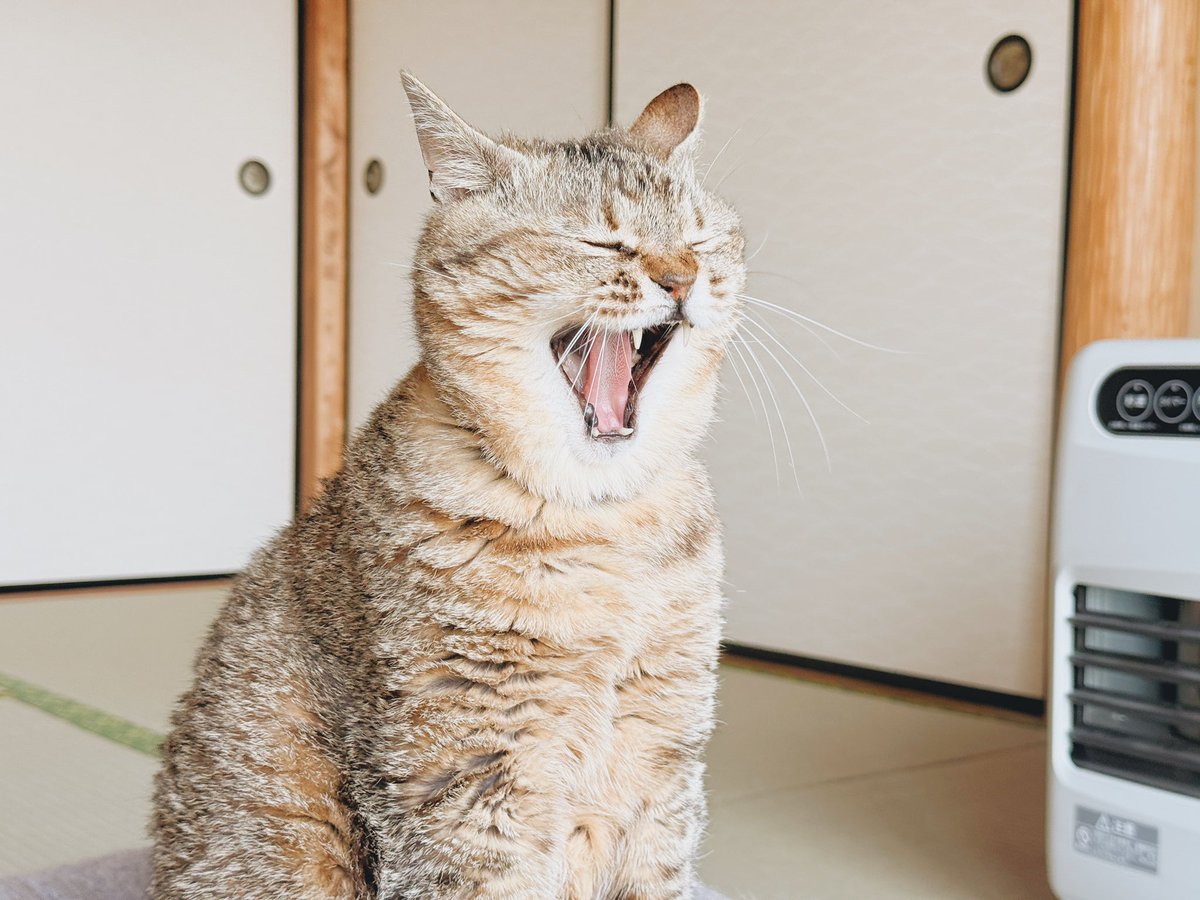 marupi_0901's tweet photo. 起きたか飼い主ーーーーーーーーーー！！！！ https://t.co/PNAqoYJNpF