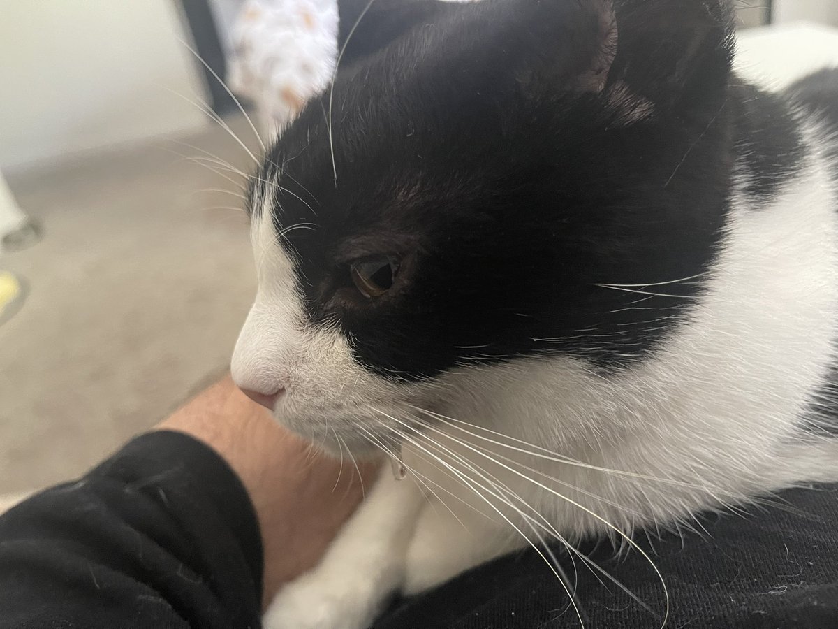 The_paper_lad's tweet photo. @unicouniuni3 My cat does that too lol https://t.co/6z95UjYWWh