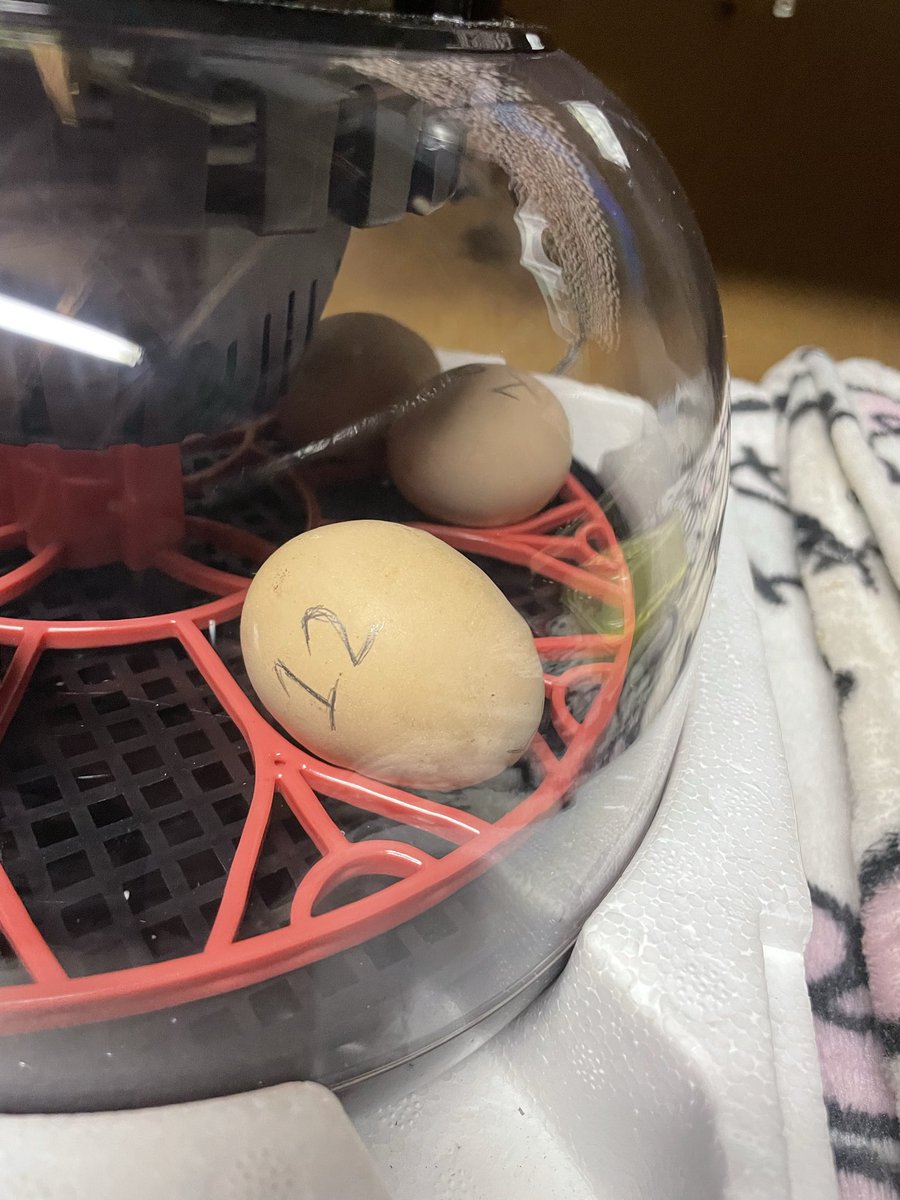 Boots1108's tweet photo. I think number 12 is gonna hatch tonight or tomorrow! I can hear it peeping inside the egg… https://t.co/WiONmoVJuD