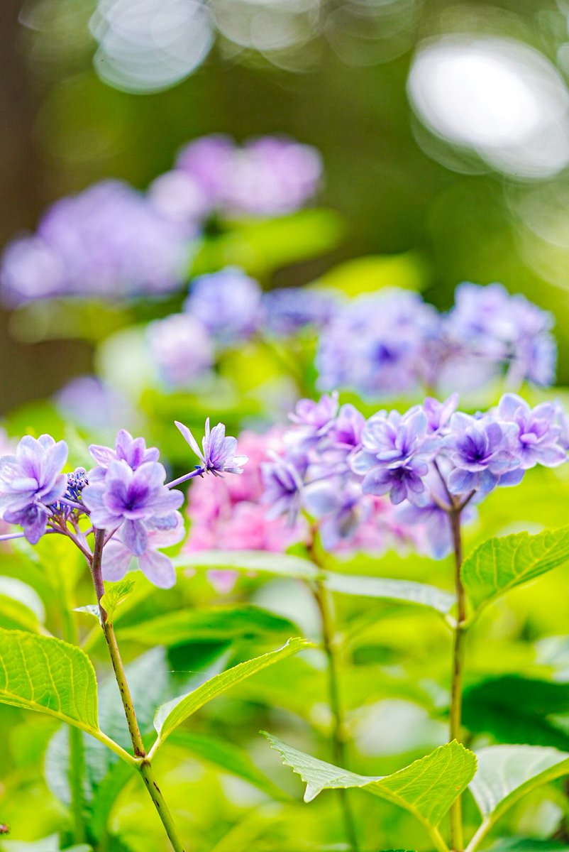 mitsu1805_'s tweet photo. 長居植物園 アジサイフェア🌸
初めて行ってみたら大正解！
種類豊富で写真映え抜群でした📸
皆さんも梅雨のおでかけにいかがですか？「期間中休園日なし6月28日(日)まで」

#紫陽花 #あじさい #長居植物園
#アジサイ園 #大阪散歩 #みつさんぽ
#写真好きさんと繋がりたい
#カメラ好きさんと繋がりたい https://t.co/zZft0s6SQ7