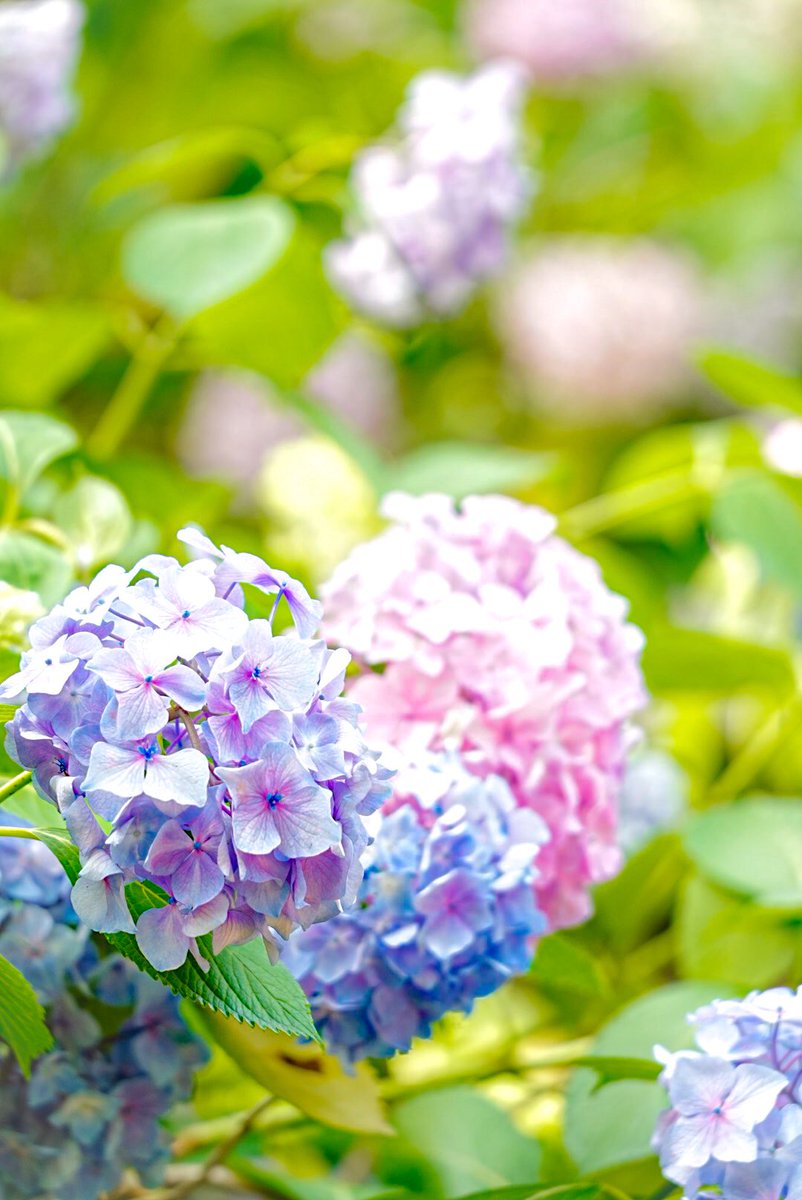 mitsu1805_'s tweet photo. 長居植物園 アジサイフェア🌸
初めて行ってみたら大正解！
種類豊富で写真映え抜群でした📸
皆さんも梅雨のおでかけにいかがですか？「期間中休園日なし6月28日(日)まで」

#紫陽花 #あじさい #長居植物園
#アジサイ園 #大阪散歩 #みつさんぽ
#写真好きさんと繋がりたい
#カメラ好きさんと繋がりたい https://t.co/zZft0s6SQ7