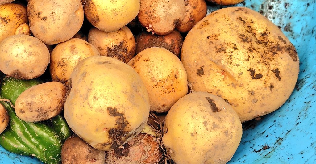 暖布鋤いおと@VTuber準備中🐾🌕💤 tweet media