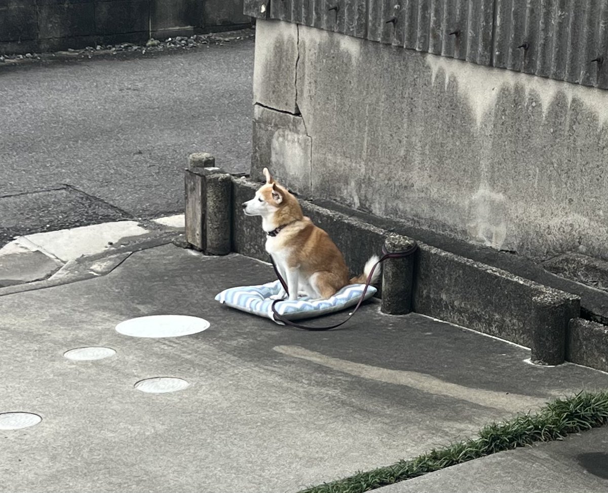 Sixx_Nine's tweet photo. ぼっち・ざ・どっぐ https://t.co/HRxvzsZhUc