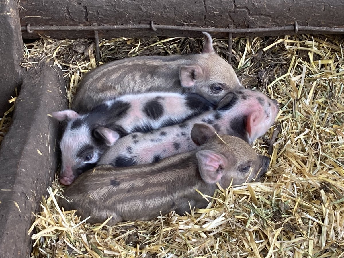 LittlePineCO's tweet photo. Bacon seeds https://t.co/o3fPbOYBmJ