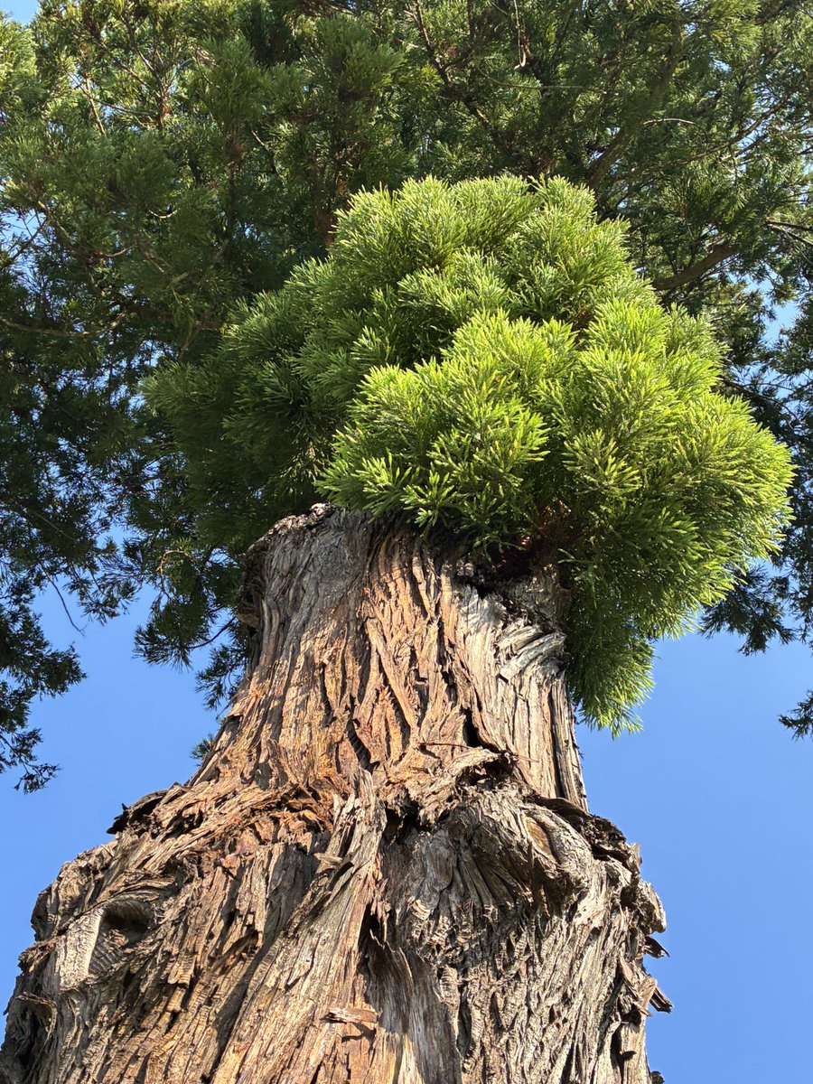 zarinchan's tweet photo. ウォーキング🚶‍♀️今日も暑くなりそうだな。#ウォーキング #空ネット #ダイエット #イマソラ #福島県 #郡山市 https://t.co/rcUpZcE31e