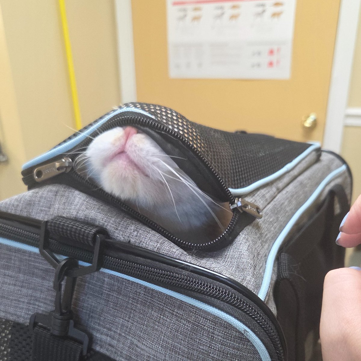 grandline's tweet photo. @oreoeocat they are twinning! he loooooves to stick his face out of the side https://t.co/HoYApOdLQa