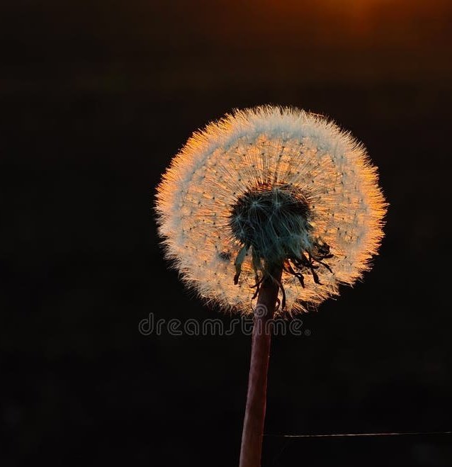 ashzashwash's tweet photo. Fallen dandelion
Into the drain,
Now shining in the darkness,
Discovered like a sun.

#vss365 #Acrostic #poetry find https://t.co/9UNATDl5ws