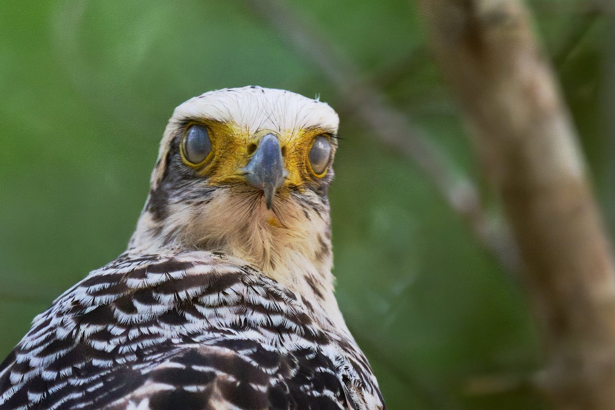 bownaankamal's tweet photo. Birds of Sri Lanka | Wilpattu
1) Asian Green Bee Eater
2) Brown fish-owl
3) Changeable Hawk-Eagle
Photo by @BlackRockLionX aka @BownaanKamal
A Click with Nikon
.
.
#BirdOfAsia #BirdsOfSriLanka #SantuaryAsia #NatGeo #NikonWildlife https://t.co/MiILYffF38