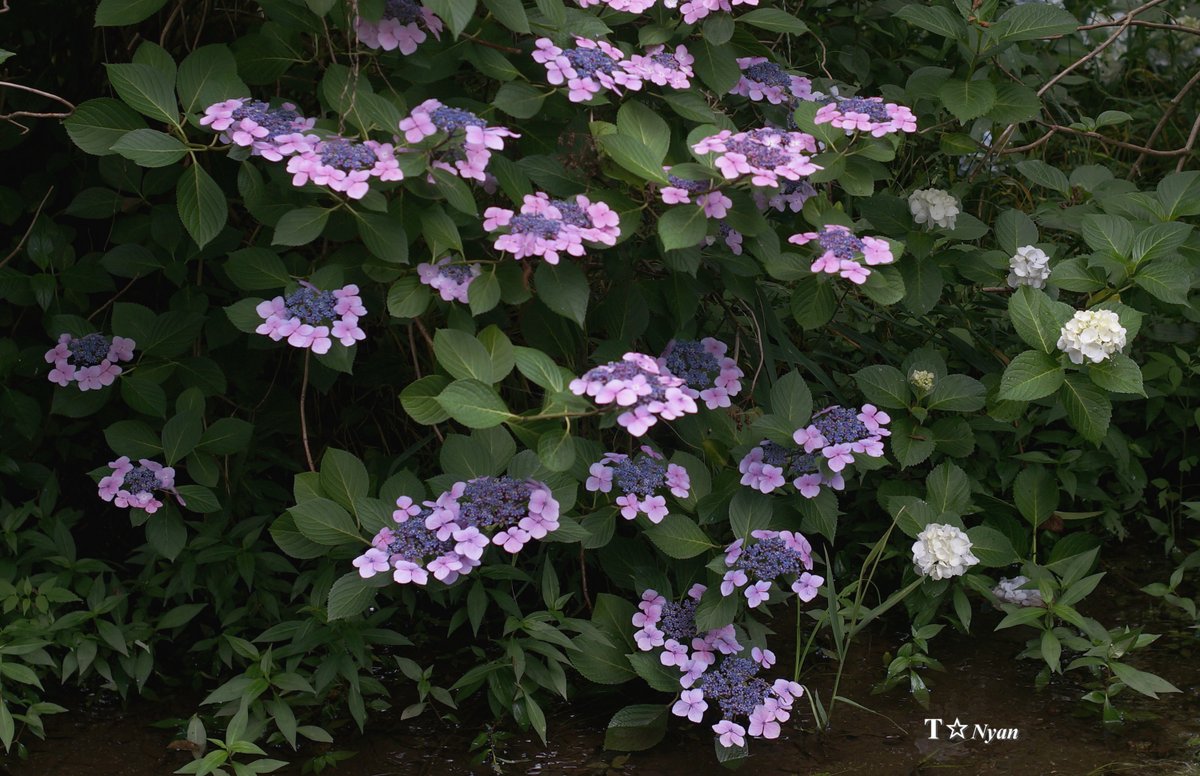 nya_n_88's tweet photo. ・
鶴見緑地 緑のせせらぎ 6月
M.ZUIKO DIGITAL 17mm 1:1.8
LEITZ ELMARIT-R 1:2.8/135 2nd ELW
KamLan 32mm F1.1 E-Mount
#鶴見緑地 #額紫陽花 #紫陽花
#OLYMPUS #EM1 #ZUIKO
#SONY #NEX6 #KamLan https://t.co/GshSKvXZ0W