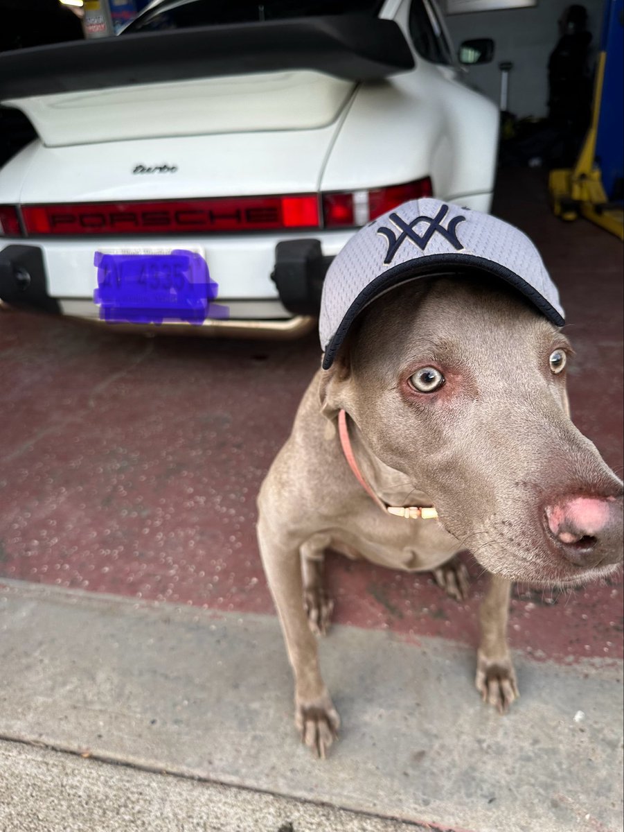 thatporscheguy's tweet photo. #letsgoo #WVUbaseball https://t.co/pwbgEVfR4Q