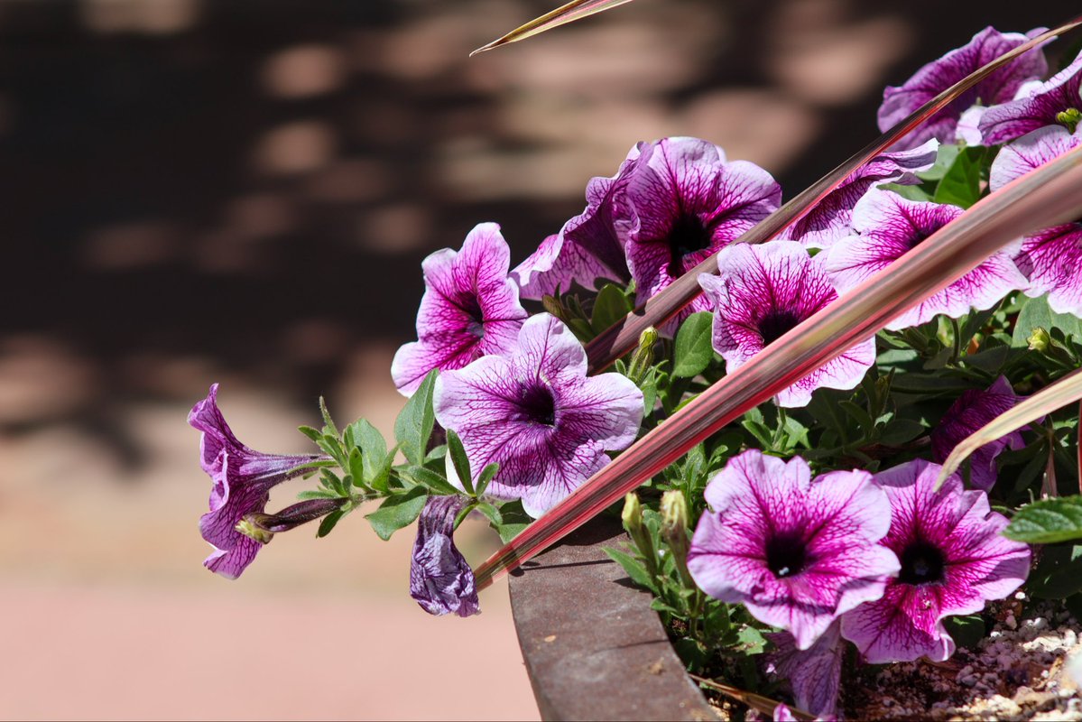 ProfHelix24's tweet photo. Red Butte Garden. https://t.co/1Ld1YS6TLw