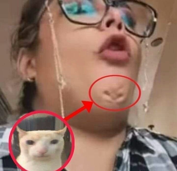Punch Cat tweet media