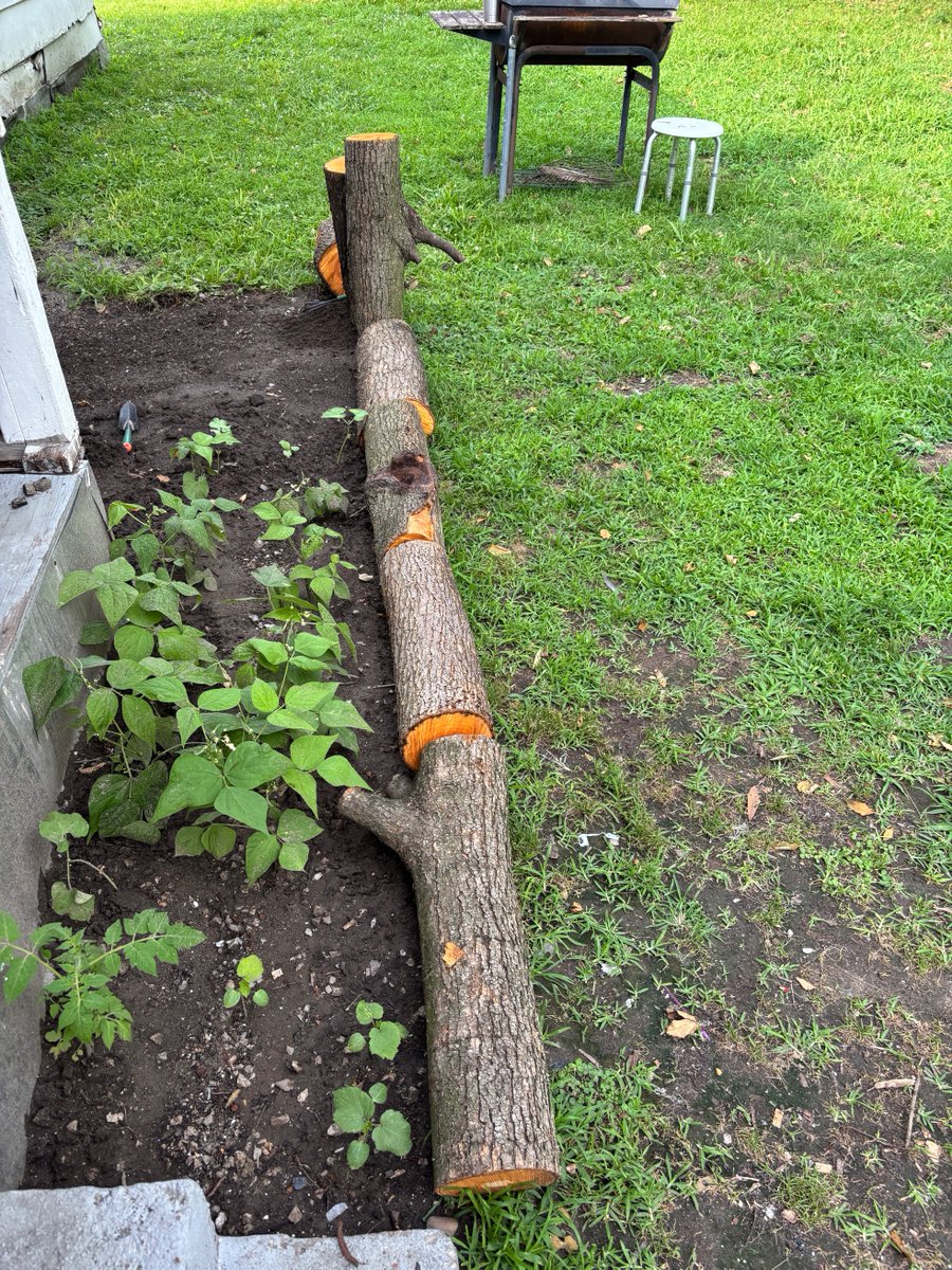 ChrisVworld2's tweet photo. I just keep expanding and planting and growing the garden. I love doing it and what we get out of it is bonus.👨‍🌾🏡 https://t.co/xpOoT0l4B2