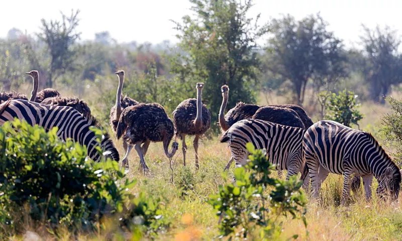SriValarino's tweet photo. Zebra have poor eyesight, and ostriches have poor hearing. These two have formed a symbiotic relationship through communicating and warning each other of danger.
From @Ultimate_Factz
#SAVRpost #nature
https://t.co/PSQVpaJpf9 https://t.co/zFARpota5O