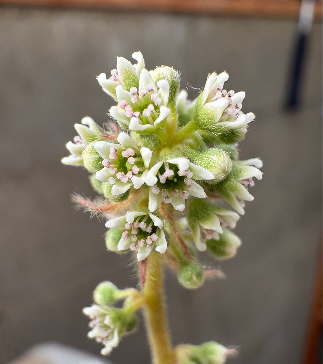 リオの食虫植物 tweet media