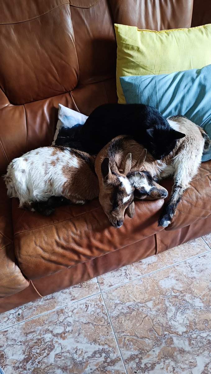 eeesterilla's tweet photo. @Animalesaprieto ¿Cuenta? 🥹🤭 https://t.co/DaYKTN9nrW