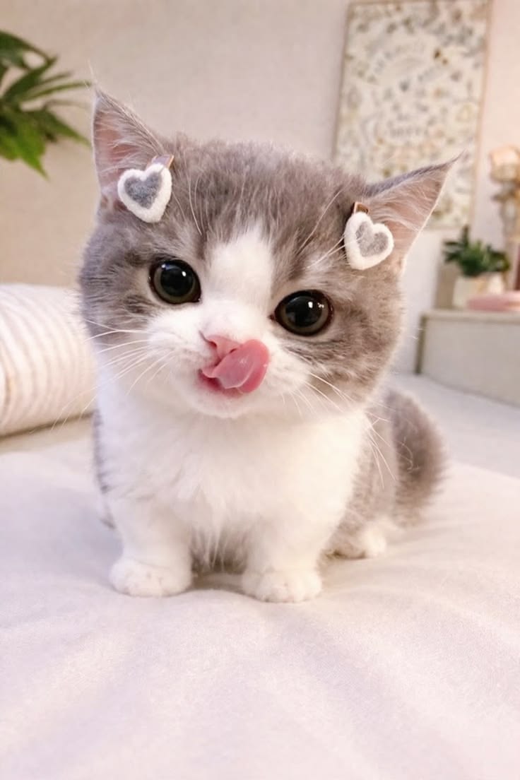nekocatts's tweet photo. She is so lovely https://t.co/MQJdf7bxej