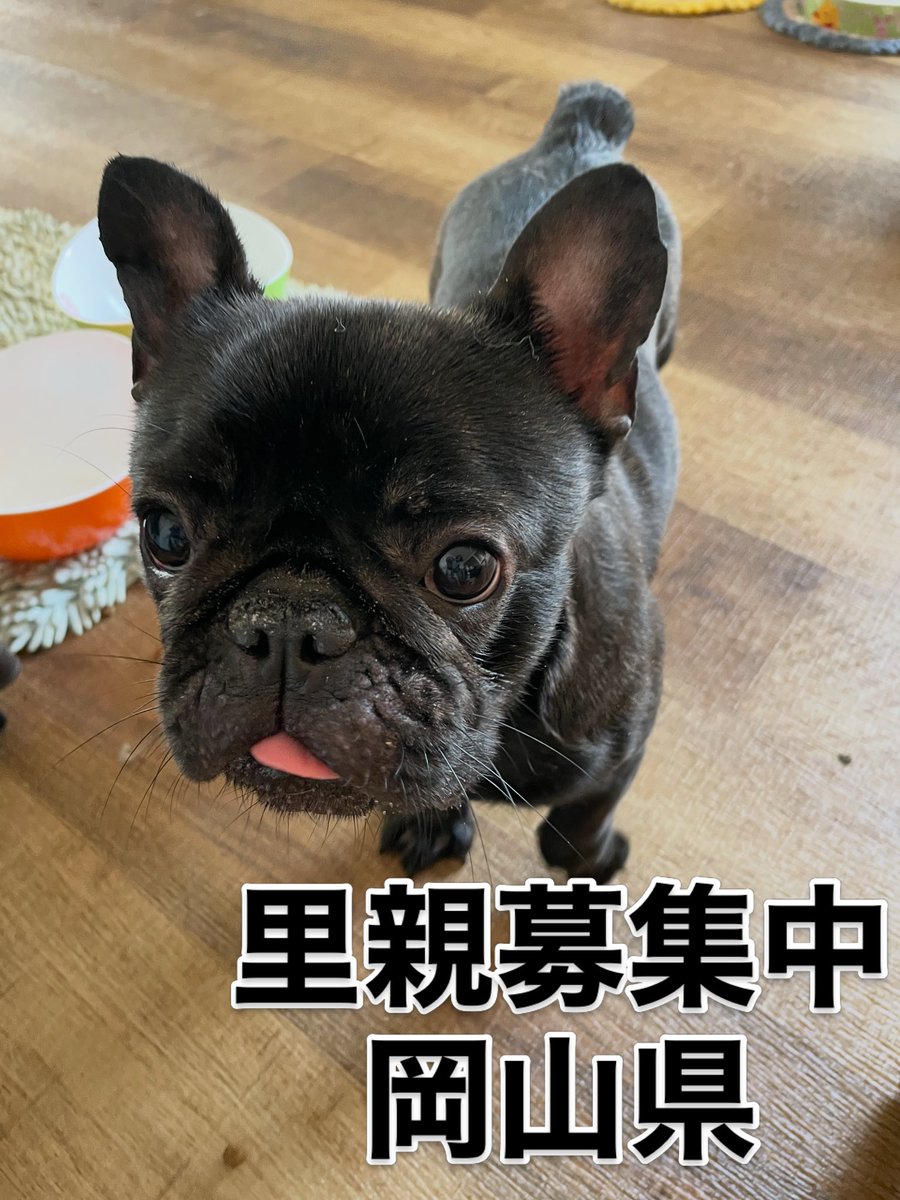 里親募集中‼️ チャミちゃん🐾 推定年齢5才🐶 #里親募集中#保護犬