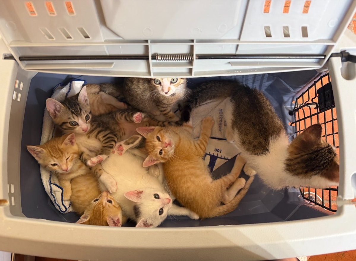 dabosuke__'s tweet photo. 昨日預かりボランティアさんからいただいた通院時のお写真です。

猫密度がすごい。 https://t.co/iOE0vkSru8