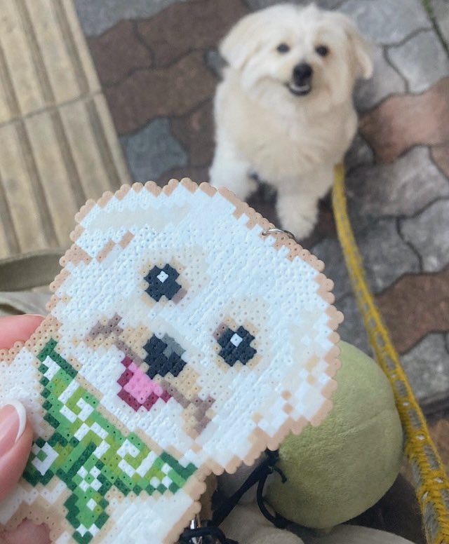 boss_no1_'s tweet photo. 友達の娘ちゃん（小5）が
ボスのキーホルダーを手作りしてくれた🐶
うれじいいいいいい
がわいいいいい

#犬 https://t.co/IiZDgRPJXL