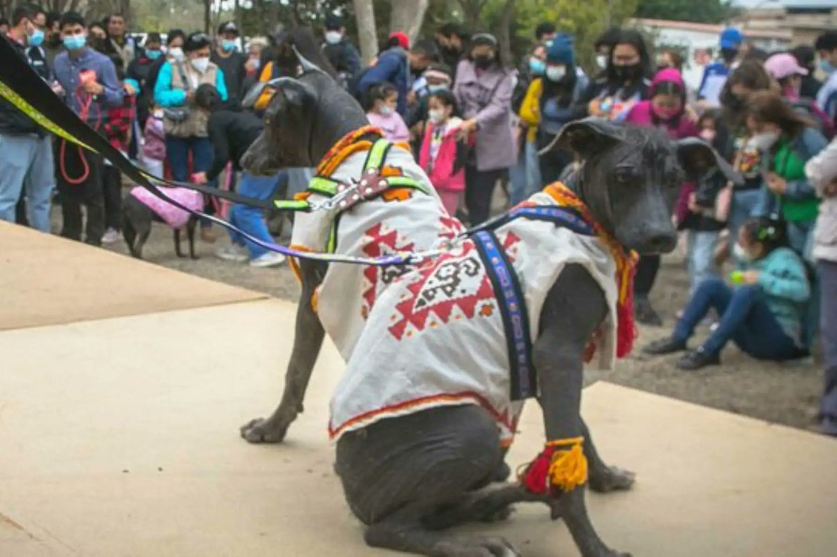 Agencia_Andina's tweet photo. 📸Mucho antes de convertirse en un símbolo del Perú, el perro sin pelo ya acompañaba a las antiguas culturas prehispánicas. Mira la galería completa aquí 👉 https://t.co/9MVG699LN9 

Representado en huacos y cerámicas de las culturas Mochica, Chimú, Chancay y Vicús, este singular can logró sobrevivir al paso del tiempo hasta ser reconocido como raza oriunda del Perú y Patrimonio Cultural de la Nación 🐶 

Foto: Municipalidad de Lima/ ANDINA