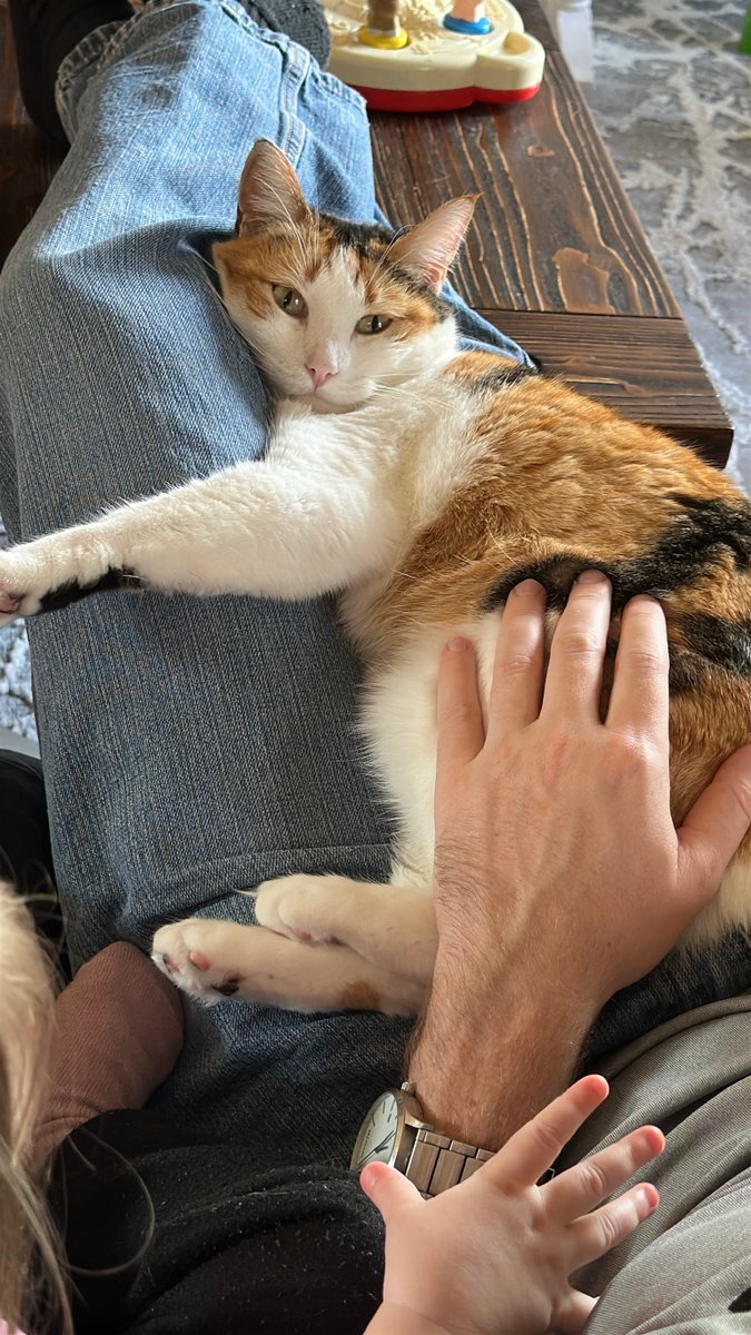 MamaBiskChip's tweet photo. Biskit acts like she's starving approximately 14 minutes after every meal. The confidence is honestly admirable. https://t.co/J2Gp6EdN7b