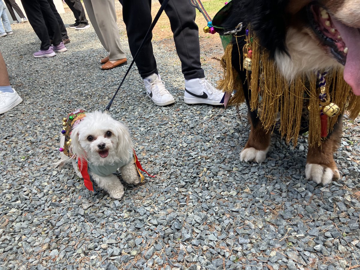 tiger_mochiman's tweet photo. ありがとう犬コたち……
#チャグチャグ犬コ2026
 #チャグチャグ馬コ2026 https://t.co/btTzmFQoki