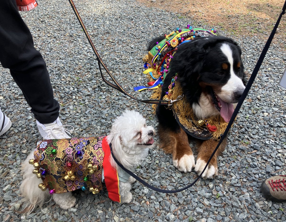 tiger_mochiman's tweet photo. ありがとう犬コたち……
#チャグチャグ犬コ2026
 #チャグチャグ馬コ2026 https://t.co/btTzmFQoki