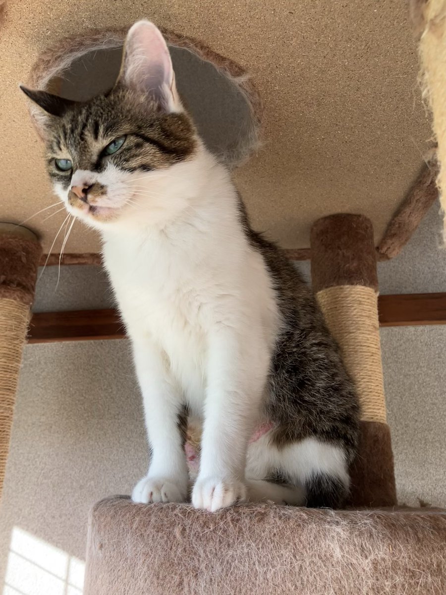 k_withanimals's tweet photo. ふたばのエリザベスカラーを購入させていただきました。首元が柔らかくて今使っている物より少しでもストレス軽減になるといいです。ありがとうございます🙇‍♀️ https://t.co/mDPEP9ZLFD