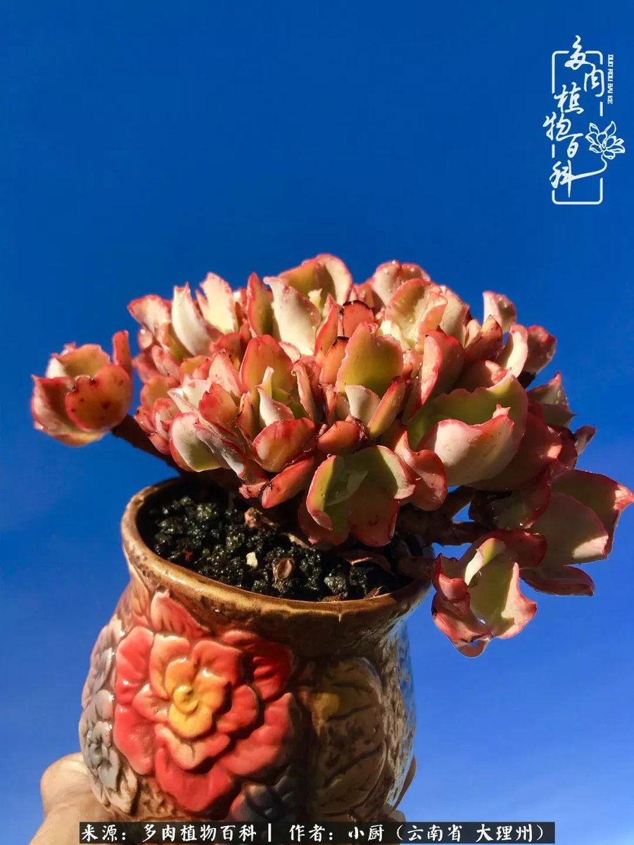 sillynoise's tweet photo. Spent 10 mins explaining "work-life balance" to my intern—turns out they thought it meant leaving at 5 to water their succulents. Relatable chaos in the office! https://t.co/hemW2lg8th