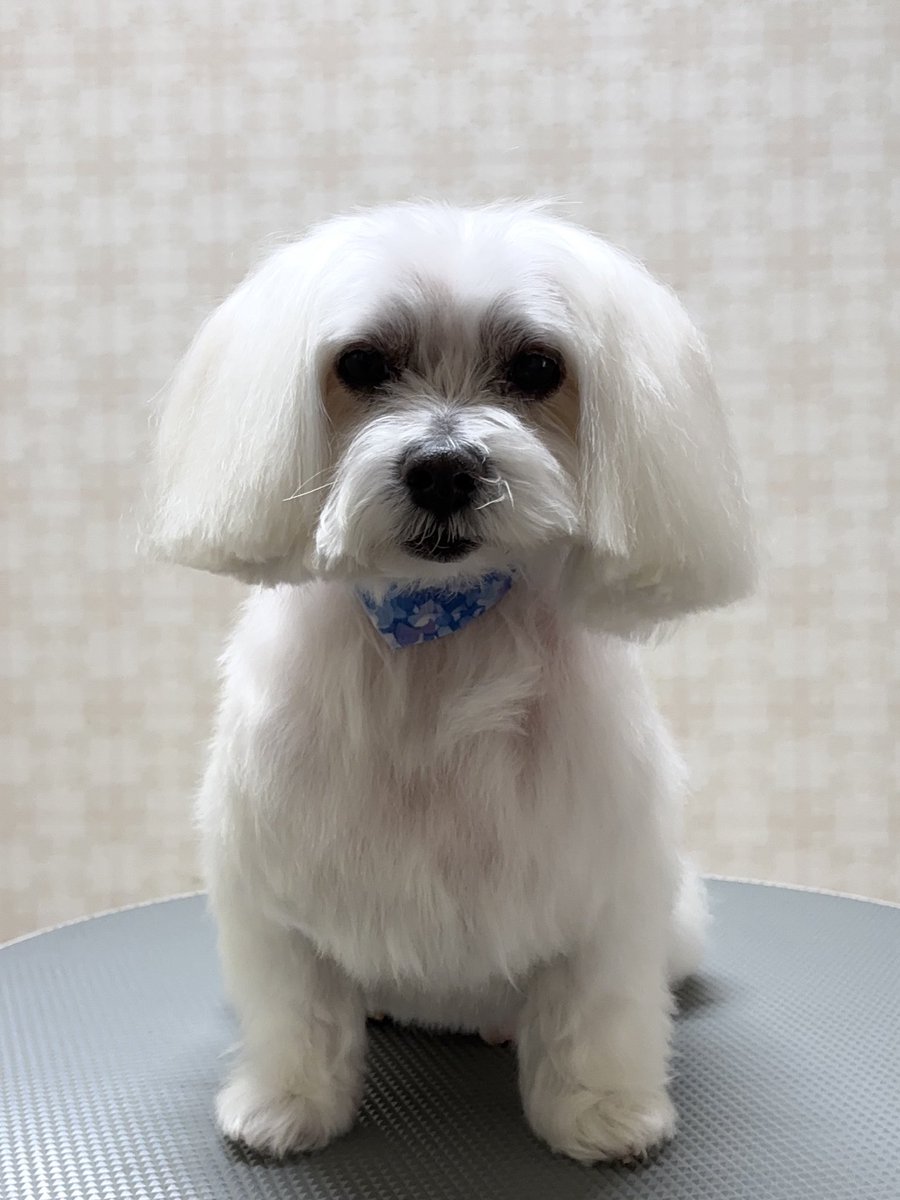 onlyone_dog's tweet photo. https://t.co/OFuyxvskLU