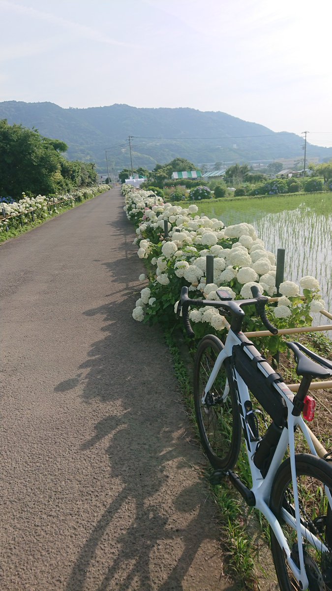 goiaka's tweet photo. 開成町あじさい祭り
アナベルが良い感じ https://t.co/0r1mzmhVlN