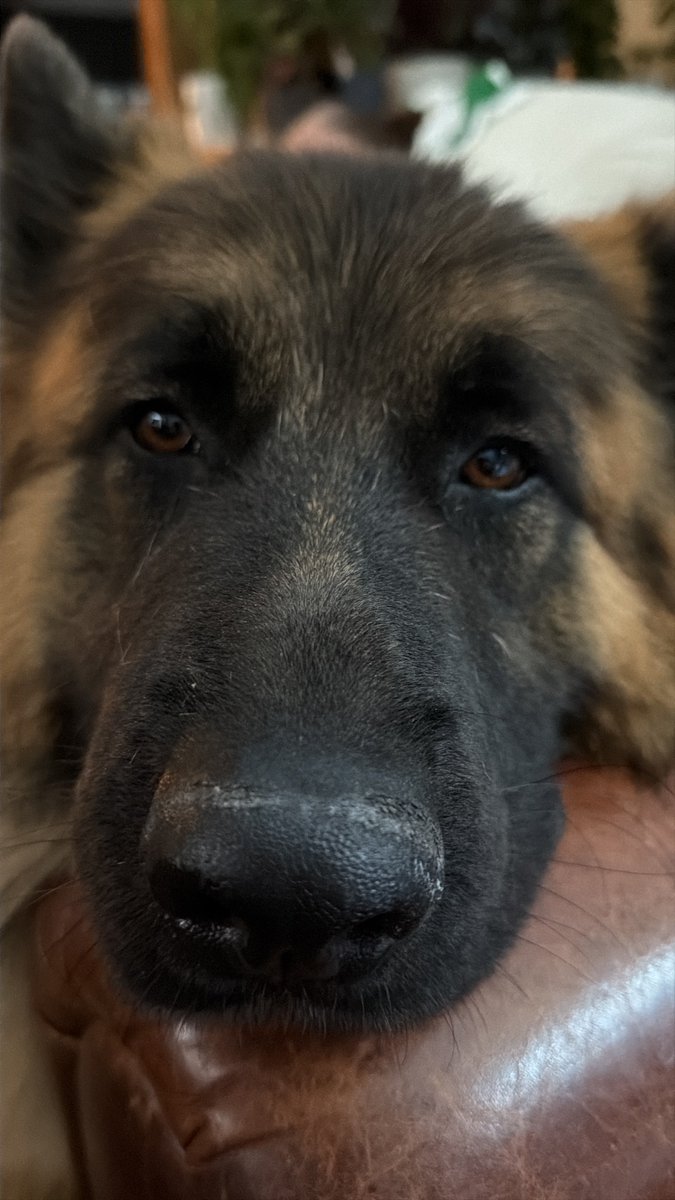 JamesEdgeman's tweet photo. My German shepherd has a trillion hairs he’s shed on my floor this week alone. https://t.co/B88SUFt7iN