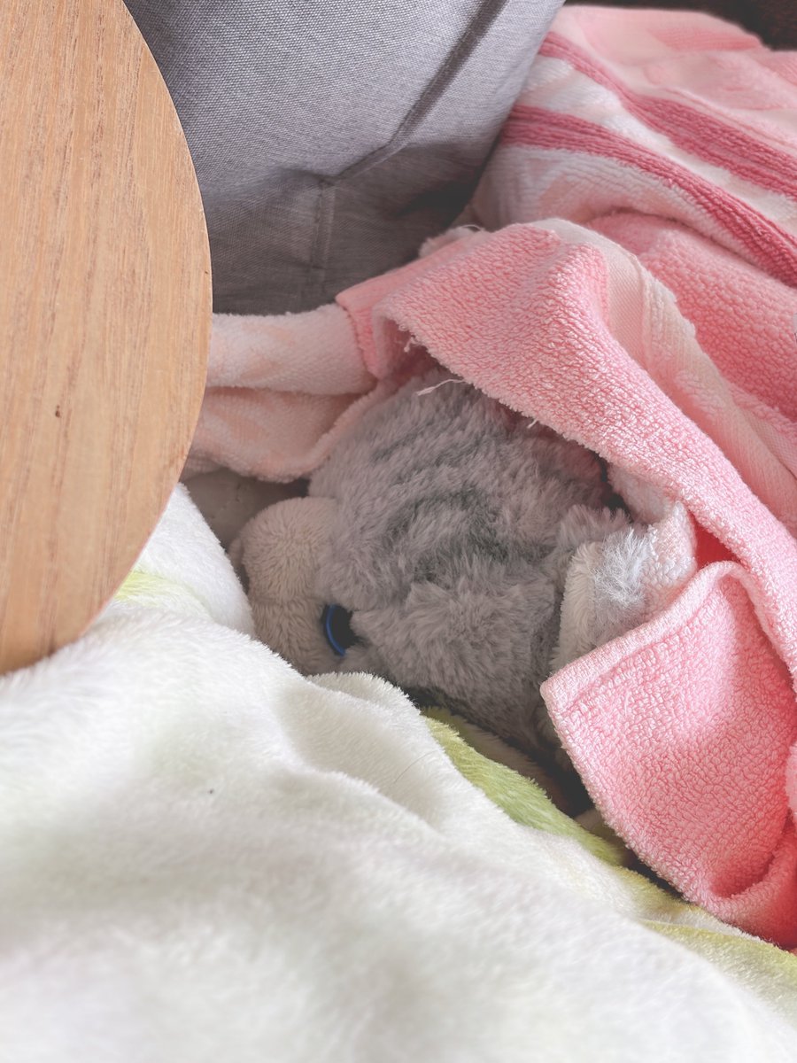 Mokutan_cat's tweet photo. #きょうのもふもふ
かくれんぼこはたん https://t.co/vsXIonWNbR