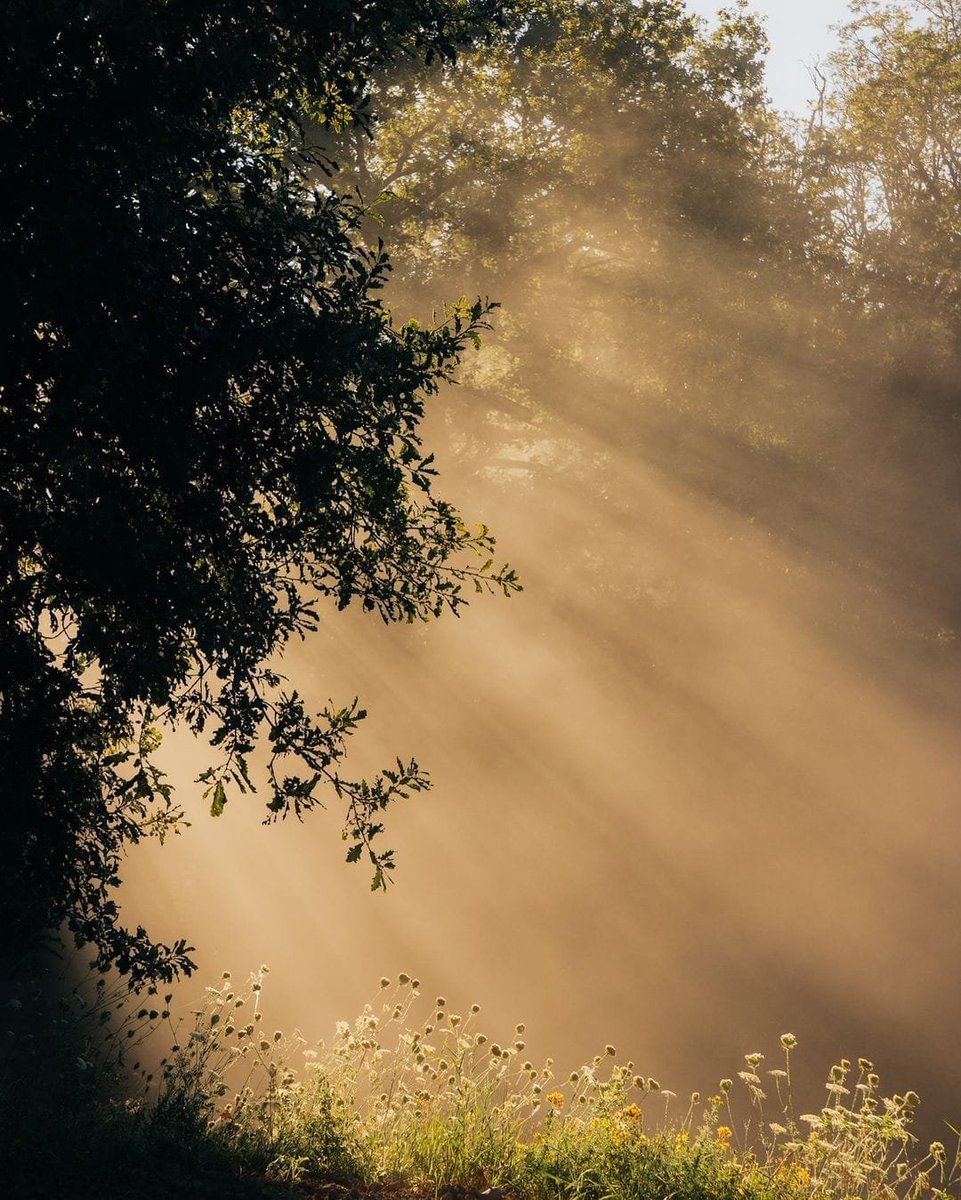 aestheticspost_'s tweet photo. Streak of light. https://t.co/cE9cprnjK5