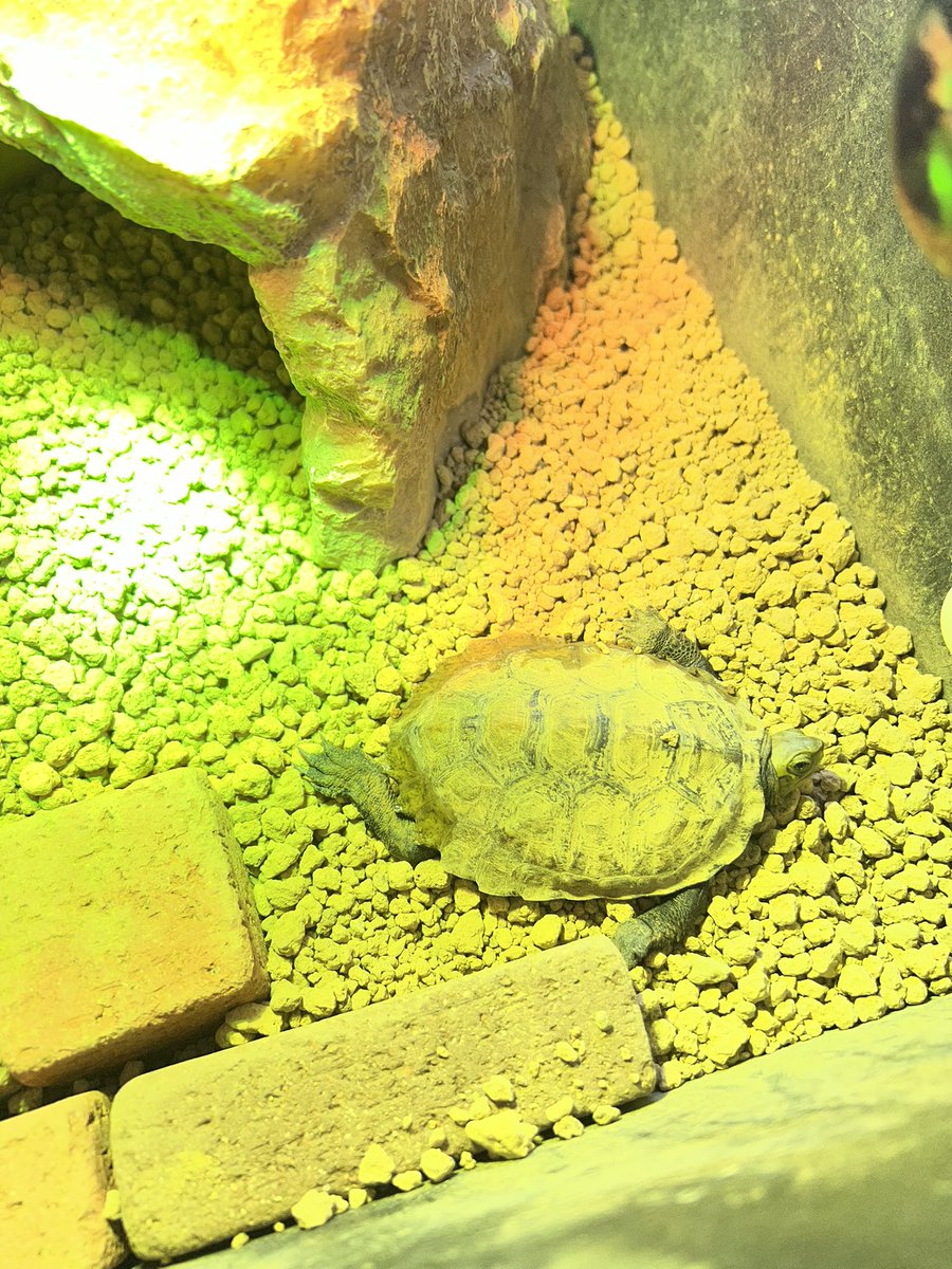 Bufferin_g's tweet photo. びよーんとしてるのほんとかわいい🐢

#ニホンイシガメ https://t.co/XPviYe61qS