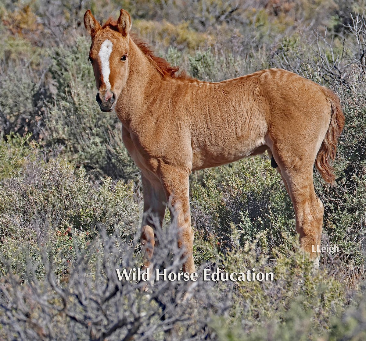 WildHorseEdu's tweet photo. Carter Lawsuit Q&amp;A: What "Functional Extinction" Really Means. The fight to stop the destruction of a unique herd. https://t.co/hdqEOCd6dC #WildHorses #CarterReservoir #SpanishMustang #WildHorseEducation #ProtectOurHerds https://t.co/QoDSkAT3Bv