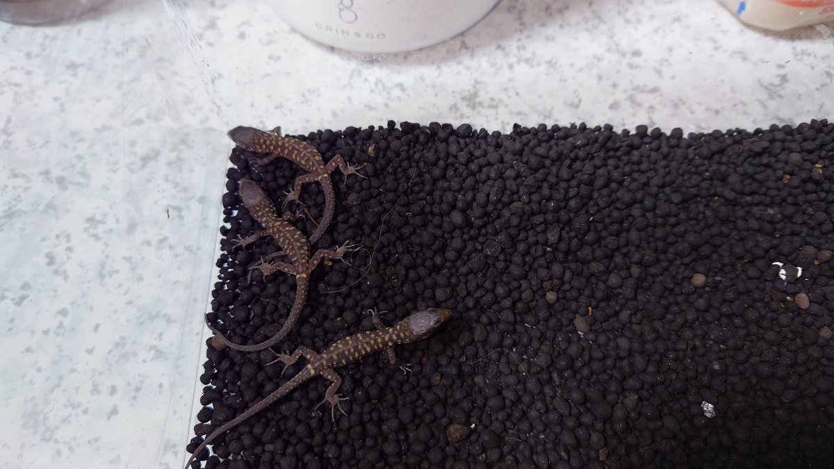 housesnaken's tweet photo. イボヨルトカゲが出産。
繁殖成功！とかでは無くって去年も6月に出産してるので雑に飼育していても勝手に殖える類いの生き物なのであろう。
トカゲの子の管理は少し苦手なので上手く育つか心配⋯ https://t.co/81XMGgJwzI