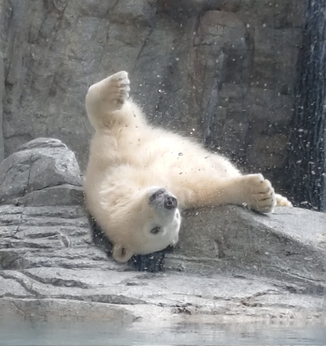 waranthi's tweet photo. ホッキョクグマ、というかモモ太人気すごいねぇ🐻‍❄️
私も少し見ましたがまだまだ小さく、まるでぬいぐるみのような可愛らしさでした☺️
日に日に成長していずれは豪太くらいでかくなるのかなぁ。 https://t.co/eWqTSKuXzu