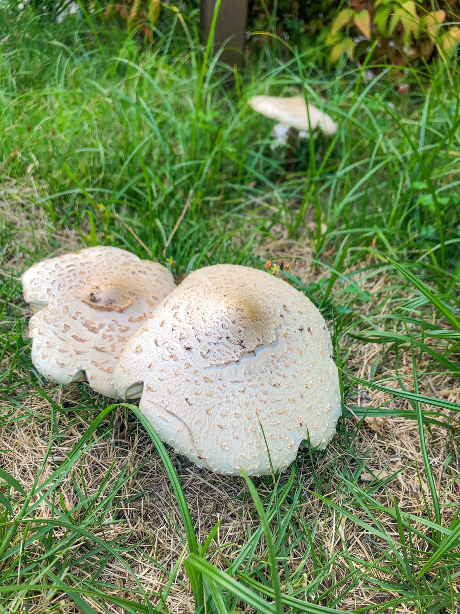 caplichan's tweet photo. いいよいいよーナイスきのこだよー(また撮ってる🍄 https://t.co/ijQdfAo00g