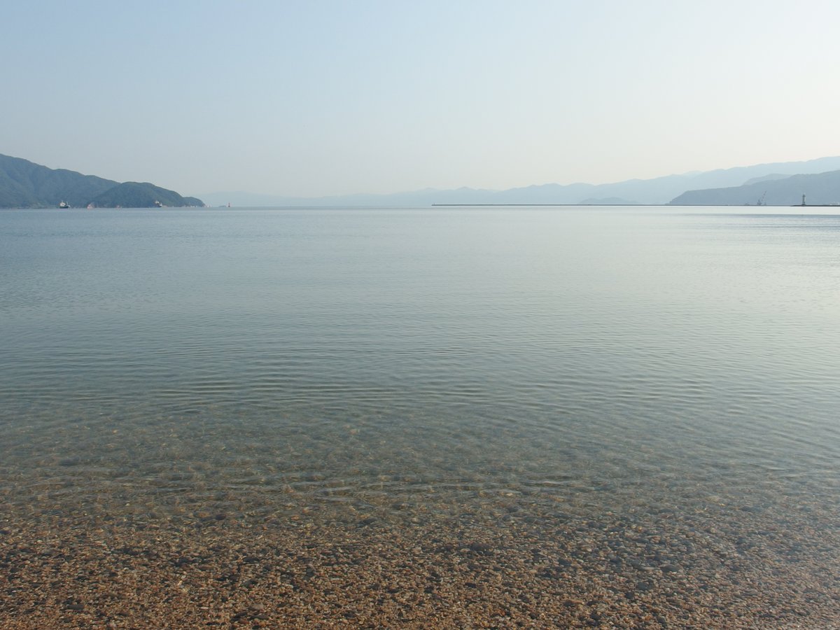 HIROYANN6's tweet photo. 中池見湿地を散策したあとは敦賀湾の松原海岸へ。砂浜に沿って気比の松原。海は澄んでいておだやか。湾をウミネコが飛び、双眼鏡で遠くを眺めるとミサゴらしき姿。松林からはカワラヒワやホオジロの声も聞こえてきた。出張先で朝食前の二時間くらいのお出かけだったけれど楽しかった。
2026/6/12 https://t.co/ZxJiPaUPFj