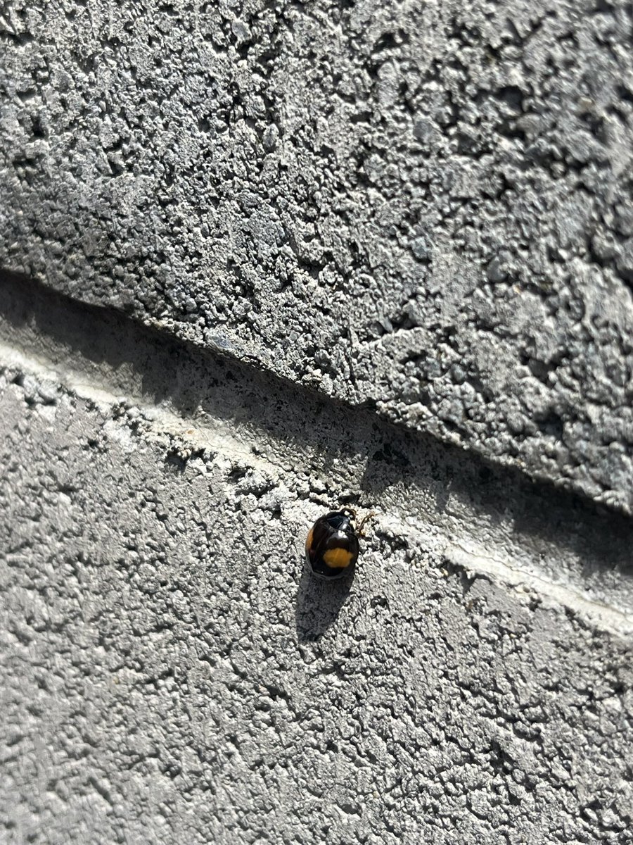 manzinube's tweet photo. 家の壁にくっついてたナミテントウの蛹が羽化しました
春を感じるぜ https://t.co/ypESBrlXQX