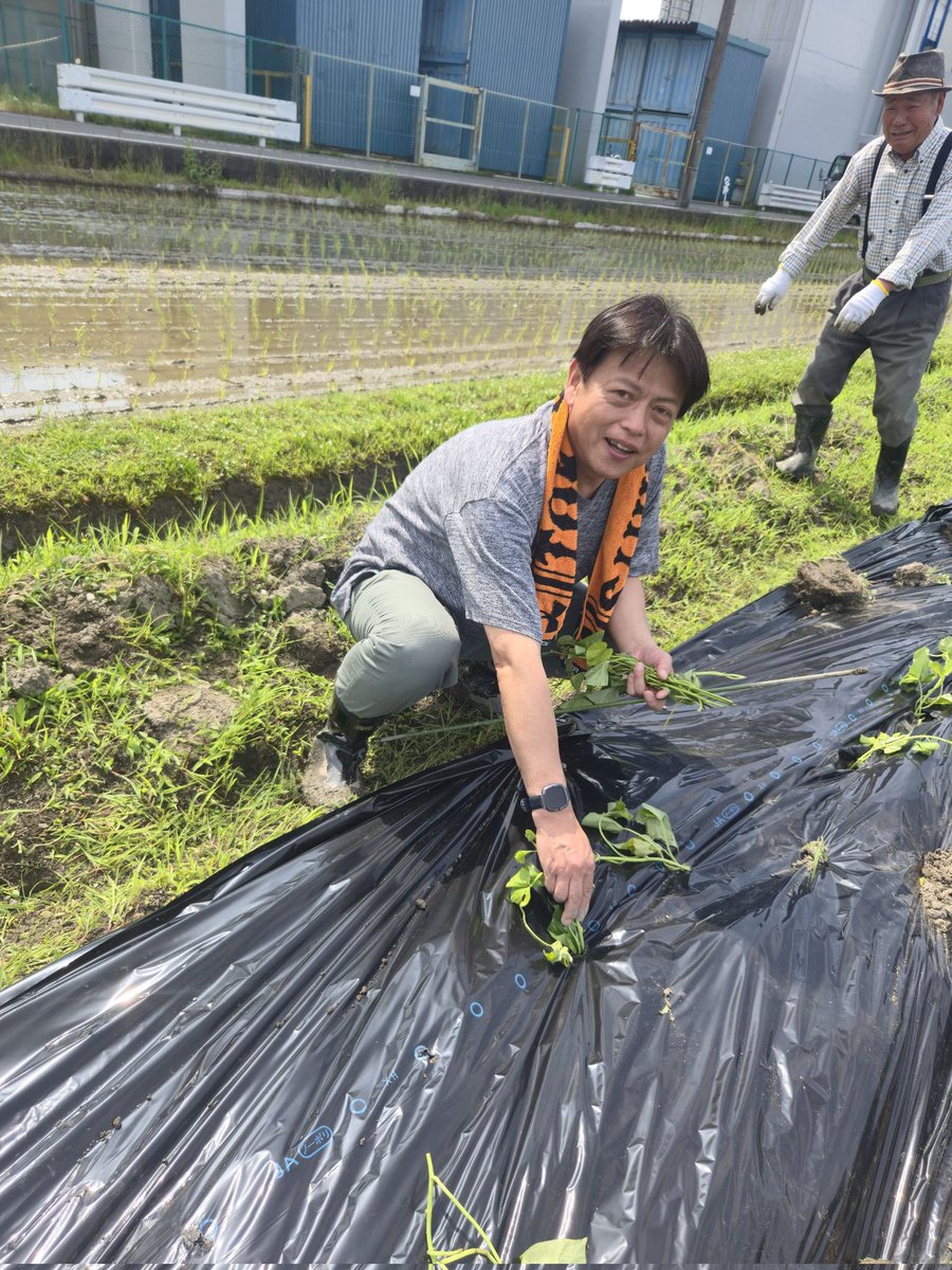 sazae3com's tweet photo. ★ 秋の実りを期待して ★

地元で秋に行われる芋掘り大会に備え、苗の植え付けをしました！

社協や少年補導委員はじめ自治会の方々と一緒に約500本植え付け完了！

秋の収穫で子供たちの笑顔が楽しみです https://t.co/FdMJG7BshZ