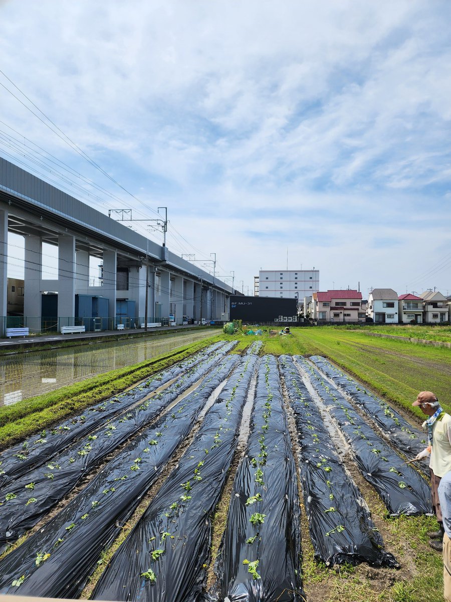 sazae3com's tweet photo. ★ 秋の実りを期待して ★

地元で秋に行われる芋掘り大会に備え、苗の植え付けをしました！

社協や少年補導委員はじめ自治会の方々と一緒に約500本植え付け完了！

秋の収穫で子供たちの笑顔が楽しみです https://t.co/FdMJG7BshZ